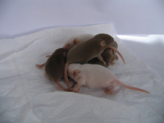 http://www.hesch.ch/images/sampledata/artificial-eggs-sperm-mice.jpg