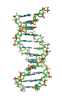 https://www.hesch.ch/images/sampledata/220px-DNA_orbit_animated.gif
