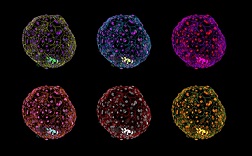 https://www.hesch.ch/images/sampledata/Embryo--14-Tage-Regelklein.jpg