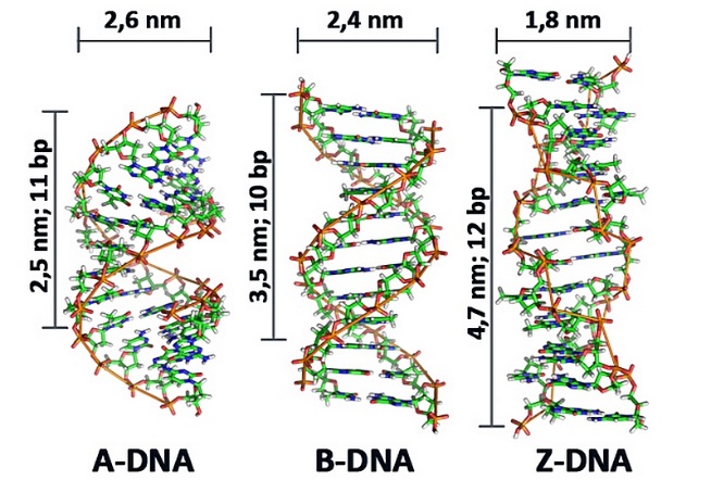 https://www.hesch.ch/images/sampledata/KONF-DNA.jpg