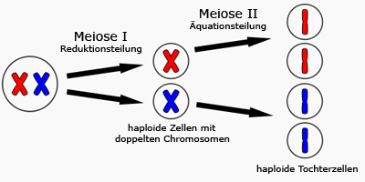 https://www.hesch.ch/images/sampledata/meiose.gif