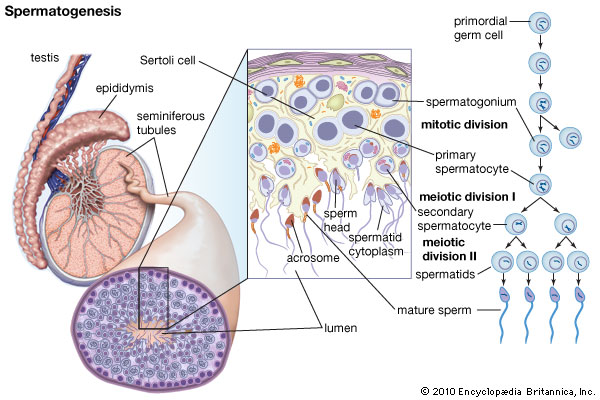 https://www.hesch.ch/images/sampledata/Spermatogenese-3.jpg