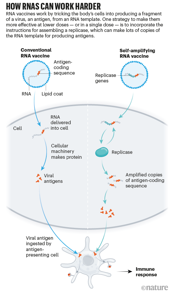 Graphic showing how conventional RNA vaccines and self-replicating RNA vaccines produce an immune response.